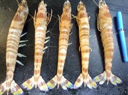 جمبرى سوبر جامبو